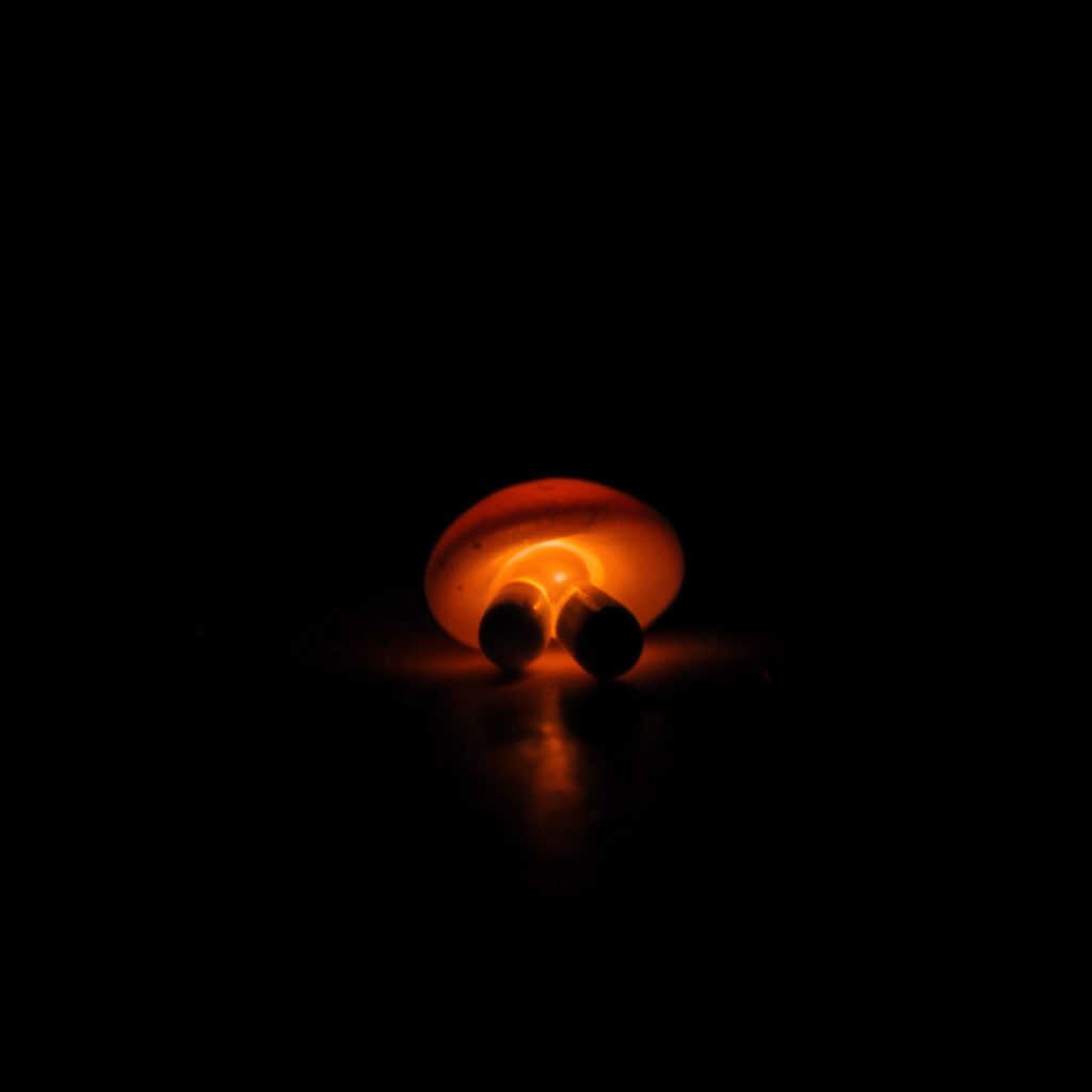 Mushroom capsules in a dark container photographed with moody, low-light shadow