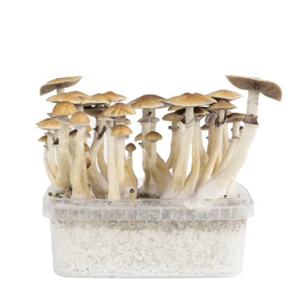 Magic Mushroom Grow Kits